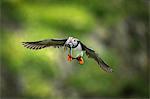 Puffin (Fratercula arctica), in flight with sand eel in mouth, Portmagee, Kerry, Ireland