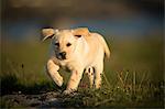 Labrador puppy, walking outdoors, Doolin, Clare, Ireland