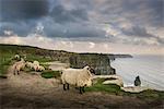 Sheep on rural pathway, Cliffs of Moher, Doolin, Clare, Ireland