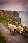 Sheep on rural pathway, Cliffs of Moher, Doolin, Clare, Ireland