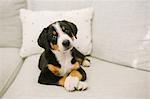 Animal portrait of puppy lying on sofa looking at camera