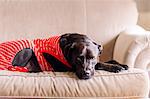 Pet dog in t-shirt on sofa