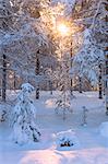 Sun rays on the snowy woods, Luosto, Sodankyla municipality, Lapland, Finland, Europe