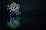 That Wanaka Tree against the stars at night, Otago, South Island, New Zealand, Pacific