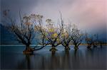 Glenorchy willow trees in autumn, Glenorchy, South Island, New Zealand, Pacific