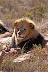 A lion, Aquila Safari Game Reserve, Cape Town, South Africa, Africa