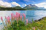 Bloom of Lupinus (Lupine) at Lej da Sils, Engadine Valley, Graubunden, Switzerland, Europe