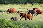 African elephants (Loxodonta africana), Tsavo, Kenya, East Africa, Africa