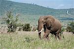 African elephant (Loxodonta africana), Tsavo, Kenya, East Africa, Africa