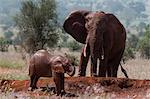 African elephants (Loxodonta africana), Tsavo, Kenya, East Africa, Africa