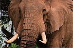 Close up portrait of an African elephant (Loxodonta africana), Tsavo, Kenya, East Africa, Africa
