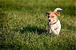 Happy puppy in the grass discovers the world. It is running on the lawn. waiving hapily with his tail and showing the toung.