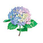 Beautiful gentle hydrangea flower isolated on white background. A large inflorescence on a stem with green leaves. Botanical vector Illustration