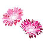 Cute pink daisies isolated on white background. Festive decorative elements for design poster, greeting card, photo album, banner. Botanical vector Illustration