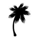 Silhouette palm icon tree flora. Vector illustration