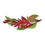 Isolated clipart of plant Amaranth on white background. Botanical drawing of herb Amaranth with flowers and leaves