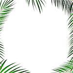 Palm Leaf Vector Background Illustration EPS10