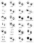 Set of footprints of wild animals, illustration of black silhouette