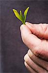 Close up of person holding freshly harvested green tea leaves.