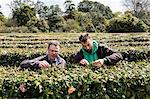 Two men standing outdoors in tea plantation, carefully picking tea leaves.