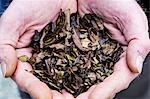 High angle close up of person holding small heap of dried brown tea leaves.