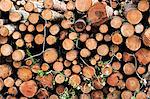 Close up of stack of freshly cut tree branches in a forest.