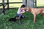 Woman kneeling in a paddock, giving treats to two dogs, a Rhodesian Ridgeback and Dachshund.