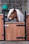 A Shetland pony with a long blonde mane in its box at a stable.
