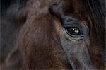 Close up of the head and bright eye of a brown bay horse.