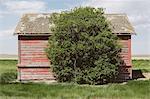 Small red barn and windswept tree, near Climax, Saskatchewan, Canada.