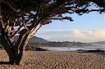 Beach, Carmel by the Sea, Monterey Cypress (Cupressus Macrocarpa) tree, Monterey Peninsula, Pacific Ocean, California, United States of America, North America