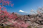 Mount Fuji from Shizuoka Prefecture, Japan