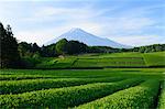 Mount Fuji from Shizuoka Prefecture, Japan
