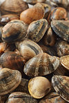 Vongole