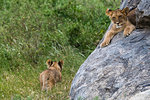 Two lion cubs (Panthera leo) one on a kopje and one walking in the grass, Seronera, Serengeti National Park, Tanzania