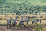 Plains zebras (Equus quagga), Seronera, Serengeti National Park, Tanzania