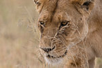 Close up portrait of a lioness (Panthera leo) walking, Seronera, Serengeti National Park, Tanzania