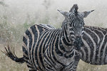 Plains zebras (Equus quagga) under the rain, Seronera, Serengeti National Park, Tanzania