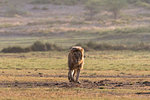 Male lion (Panthera leo), Ndutu, Ngorongoro Conservation Area, Serengeti, Tanzania