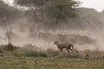 Cheetah (Acinonyx jubatus) hunting blue wildebeest (Connochaetes taurinus), Ndutu, Ngorongoro Conservation Area, Serengeti, Tanzania