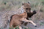 Cheetah (Acinonyx jubatus) killing a blue wildebeest calf (Connochaetes taurinus), Ndutu, Ngorongoro Conservation Area, Serengeti, Tanzania