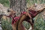 Two cheetah (Acinonyx jubatus), feeding a blue wildebeest calf (Connochaetes taurinus), Ndutu, Ngorongoro Conservation Area, Serengeti, Tanzania