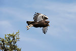 Long-crested eagle (Lophaetus occipitalis), Ndutu, Ngorongoro Conservation Area, Serengeti, Tanzania