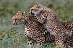 A female cheetah (Acinonyx jubatus) and its cub sparring, Ndutu, Ngorongoro Conservation Area, Serengeti, Tanzania