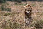 Male lion walking (Panthera leo), Ndutu, Ngorongoro Conservation Area, Serengeti, Tanzania