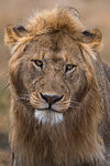 Male lion portrait (Panthera leo), Ndutu, Ngorongoro Conservation Area, Serengeti, Tanzania