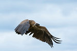 White-backed vulture (Gyps africanus) in flight, Ndutu, Ngorongoro Conservation Area, Serengeti, Tanzania