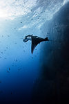 Giant oceanic manta ray, Socorro, Baja California, Mexico