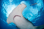 Great hammerhead shark, Alice Town, Bimini, Bahamas