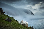 Sheep and floating sea fog, Blasket Islands, Great Blasket, Ireland